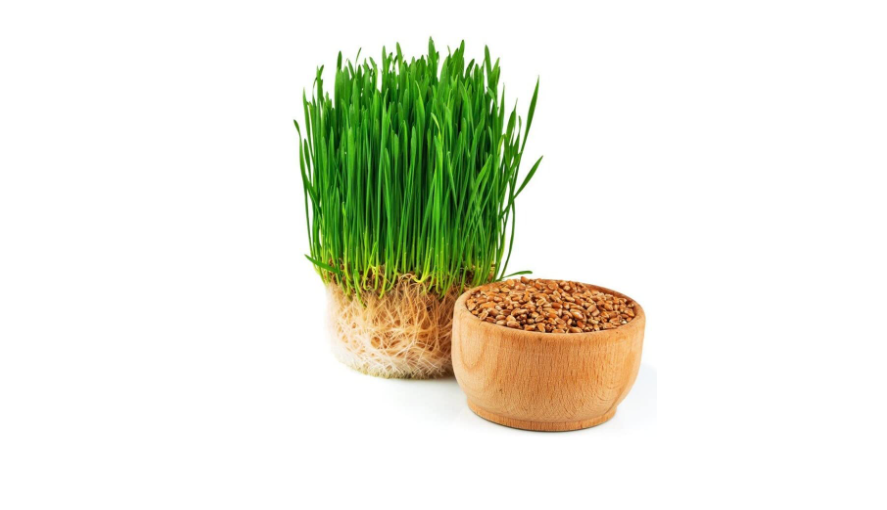 Wheat Grass Seeds | Organic Health & Garden Seeds | Ideal For Home Gardening, Juicing & Pets